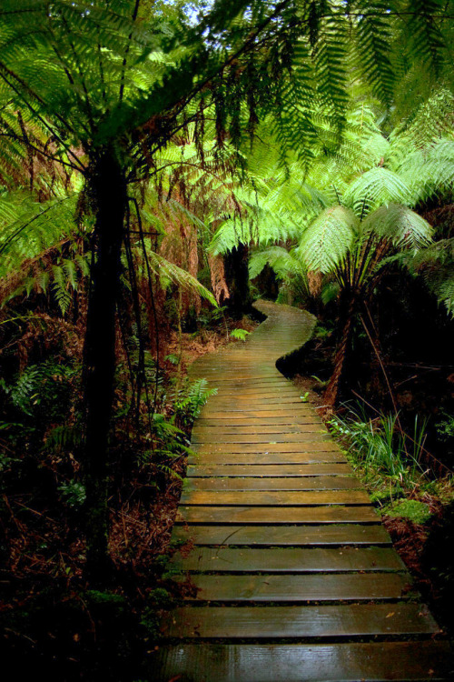 oceaniatropics: Maits Rest, Victoria, Australia Lost in the sea