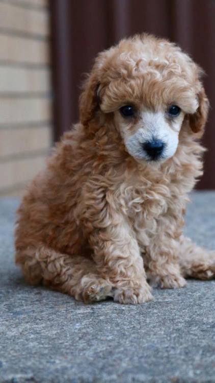  - Toy Poodle. Want more? Follow:http://dogsandpupsdaily.tumblr.com/ 