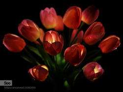 morethanphotography:  Tulipani by Antonio-Amati