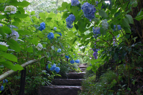 90377: Hydrangea at Yatadera temple 矢田寺の紫陽花 by Kazue Asano