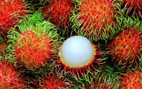 coolthingoftheday:TOP TEN WEIRDEST FRUITS FROM AROUND THE WORLD1. Puhala tree fruit2. Horned melon3.