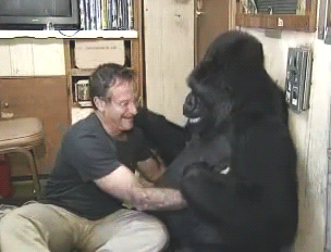 fedswatching:   Robin Williams tickling/tickled by Koko the Gorilla (X)  to anybody who needs a quic