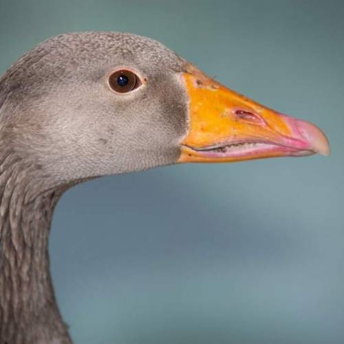 This greylag goose was rescued by a member of the public after it was almost drowned by a very terri