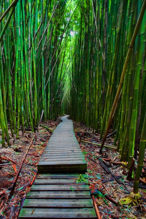 nertera:  Rain Forest Pathway, Maui, Hawaii