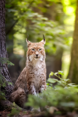 beautiful-wildlife:  Lynx by René Unger
