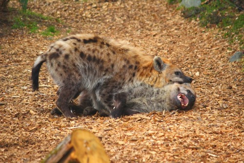 apophenic-ocelles:campire96: The hyena photoset :) @geotheologist 
