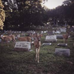 poisonappleprintshop: Yesterday’s party guests. 💜 #alleghenycemetery 