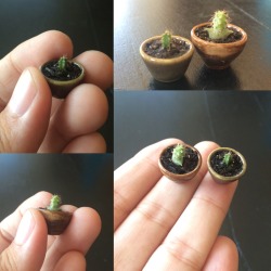 phytomaniacs:My cactus seedlings are about