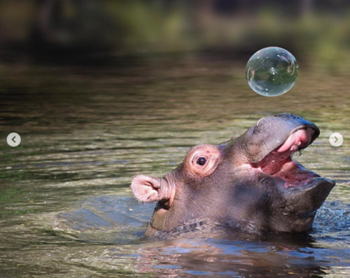 babyanimalgifs:These baby hippos will make everything better