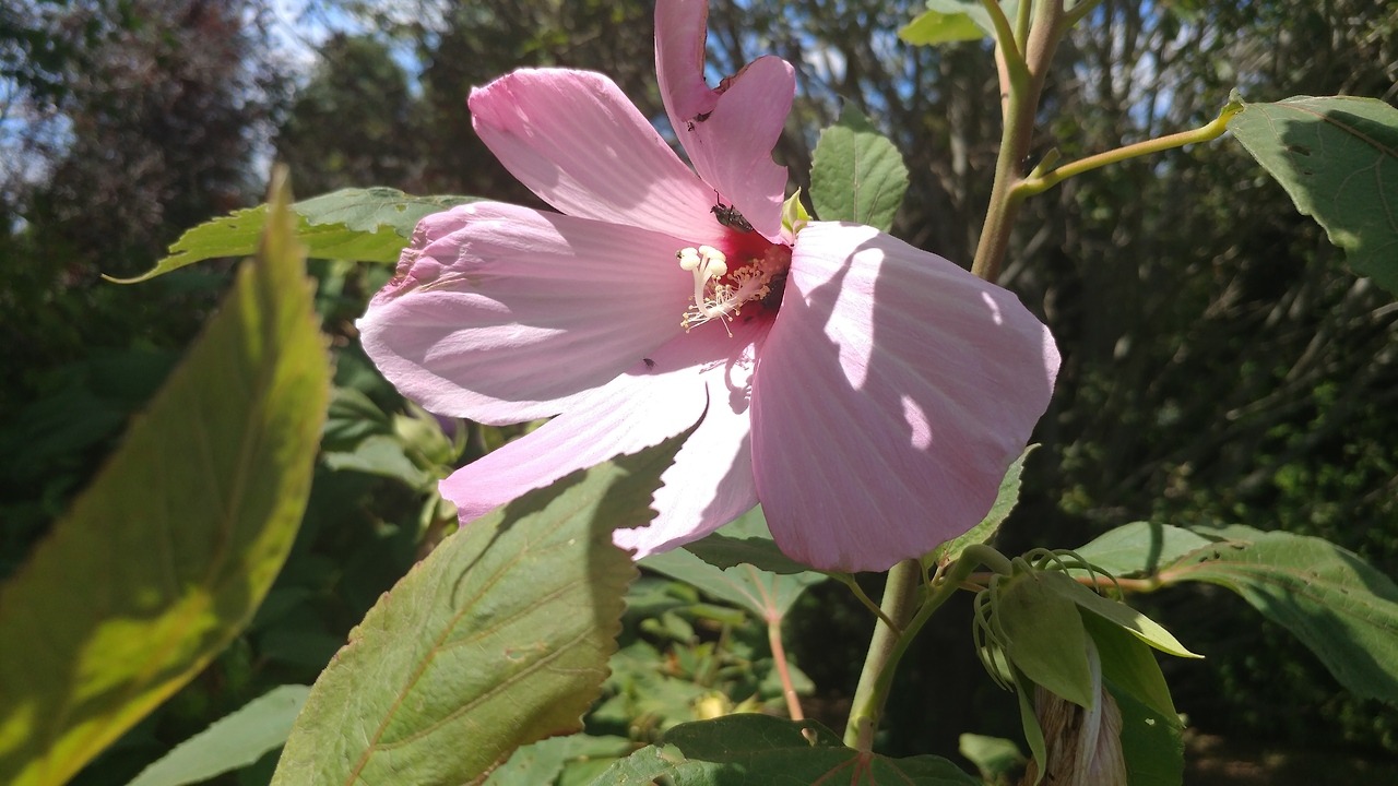 Hibiscus🌺