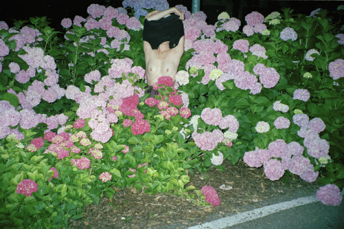 voulx:jasmine deporta;  soft 