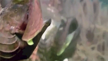 underthevastblueseas:  The sarcastic fringehead (Neoclinus blanchardi) is a footlong