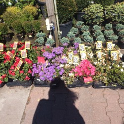 dreamidle:  a very colourful trip to my local garden centre today