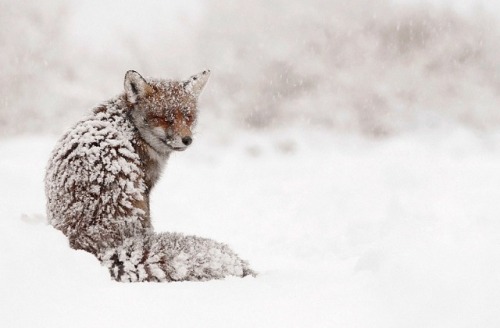 fuckyeahfoxfriends:  wild-ish:  Foxes are just fucken ridiculous  I love reblogging photosets like this. 