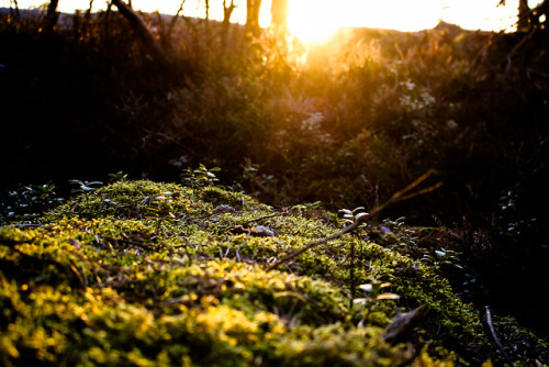 La Vita Nouva&hellip;.moss, green, god damn the earth is alive here. I’m mad with taking photos of i