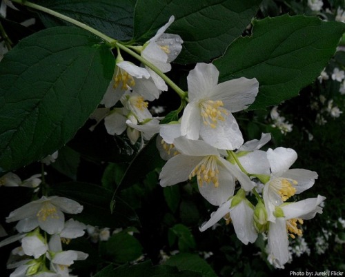 sea-lestial-dream-witch:  Jasmine flowers are small, delicate, and exude a luxurious scent. They are