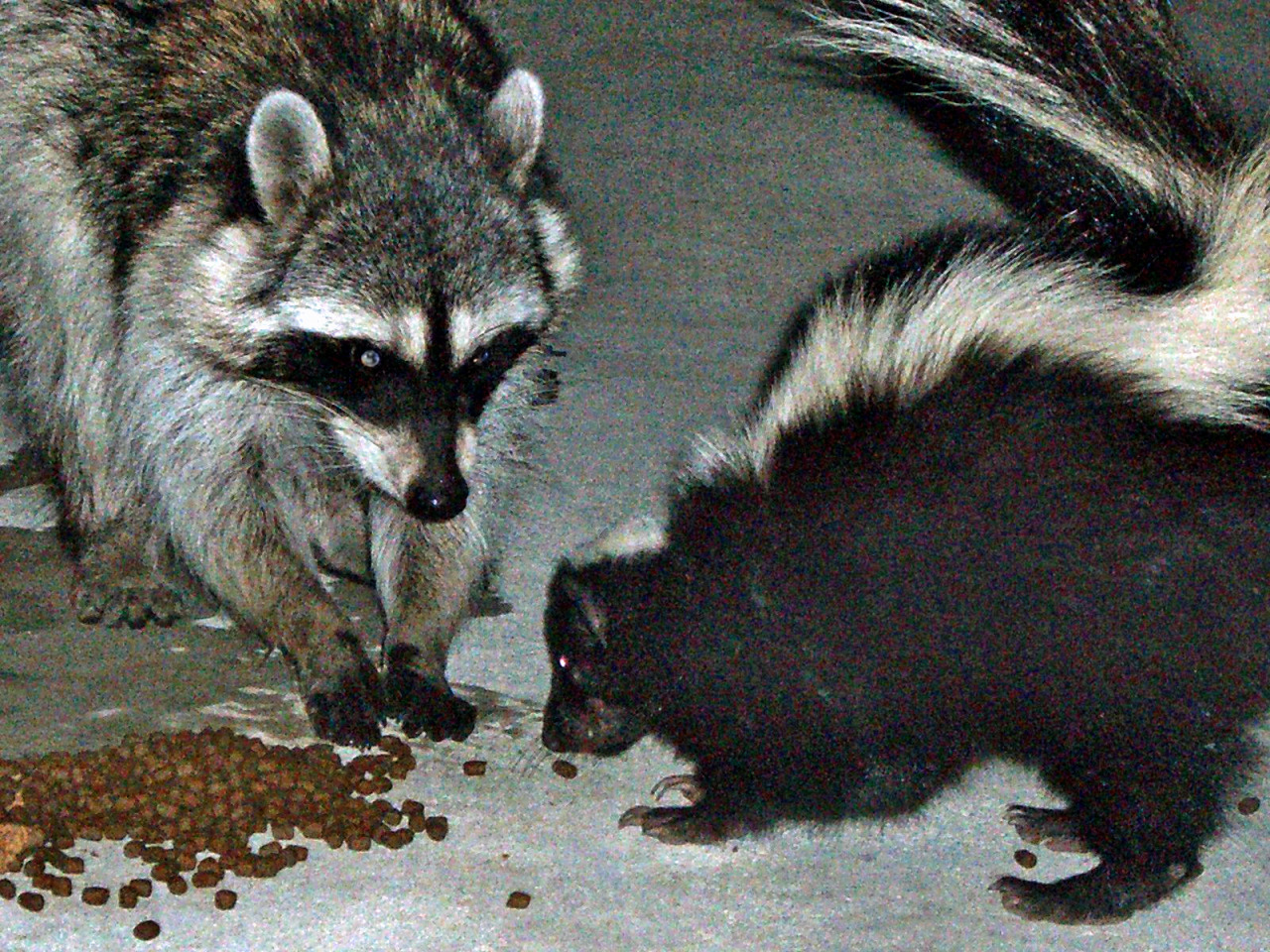 gogu:  cursed image ft. raccoon mood board 