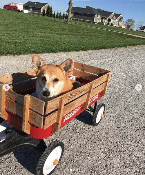 This is Cali. She took her new wagon out for a test walk today. Says little legs only get you so far