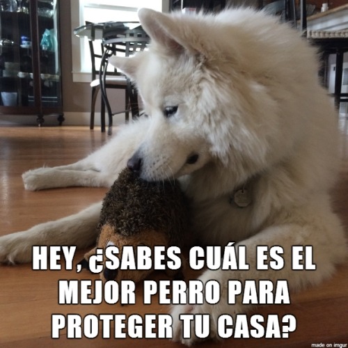 Gilipolleces everywhere