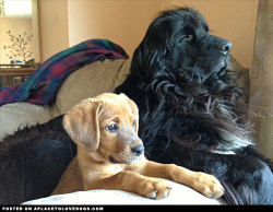Aplacetolovedogs:  Majestic Newfoundland Dog And Adorable New Rescue Puppy Are Best