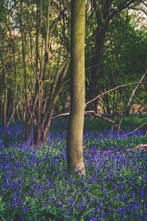 hiadammarshall: Suddenly Spring! Adam Marshall Photography Tumblr | Facebook | Flickr