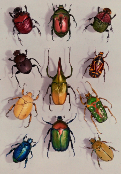 gwengold: Scarabs from the Scarabeidae family - Edwin L. Wisherd, 1929