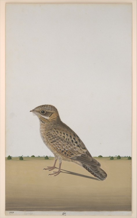 A Common Indian Nightjar (Caprimulgus asiaticus) via Islamic ArtMedium: Opaque watercolor on paperLo