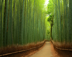  Sagano Bamboo Forest, Japan Located in the Arashiyama district on the west outskirts of Kyoto, Japan. 