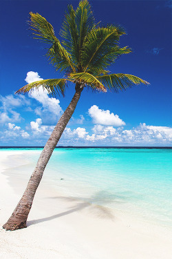 wearevanity:   Maldives Beach © 