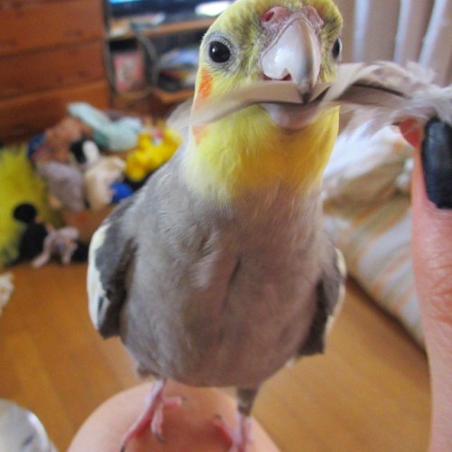 Have you stolen my feather mummy? #grey #cockatiel #tagsforlikes #オカメインコ #like4like&n