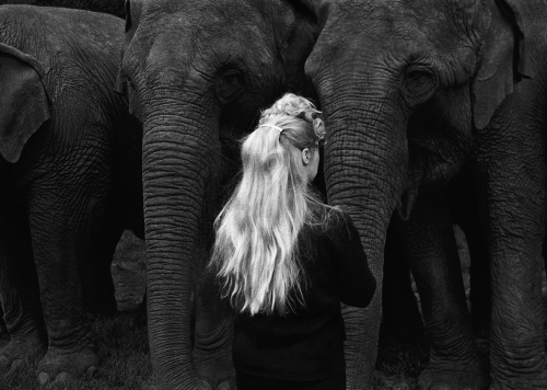 kvetchlandia: George Krause     Elephant