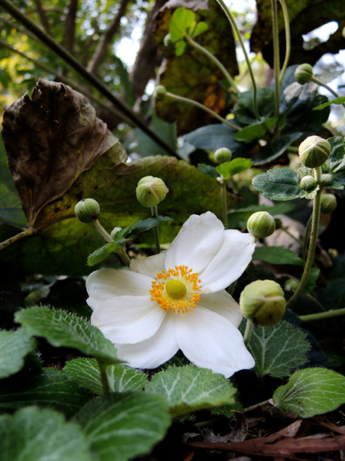 tanissan: シュウメイギク Anemone hupehensis var. japonica （赤城自然園）