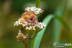 earthandanimals:   A cute Dormouse by Clickalps .com   