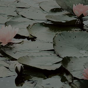 taehyunas:  CLASSIC ART MOODBOARDS:  monet’s water lilies