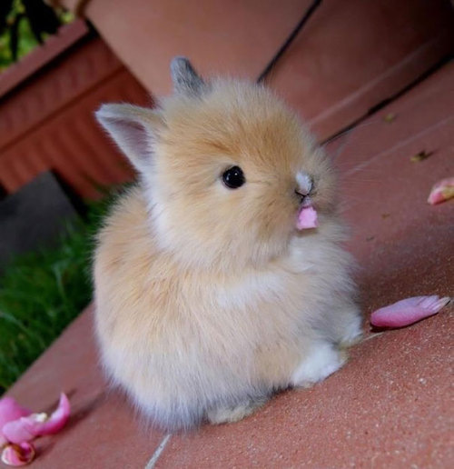 itsmestonesthrown: beardopoulos:@queentiffy These bunnies are so tiny. They’re like Rab-bits