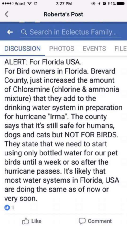 hebizuki: shapeshiftingocean:  Attention Florida Bird owners My brother sent this Facebook post to me Please make sure to give your birds bottled water!! My little cockatiel is gonna be drinking fancy now   BIRD KEEPERS HEADS UP 