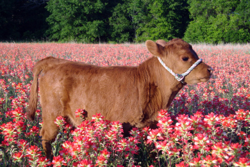peace-witch: labradoriteslight: ainawgsd: Cows in Flowers Sacred Beings this is all i ever wanted an