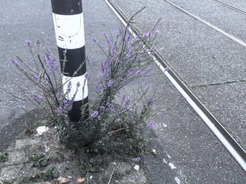 kaasverhuur:  Purple, 2015, Sjoerd Martens