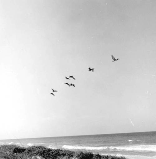 tomorrowcomesomedayblog - Pelicans flying