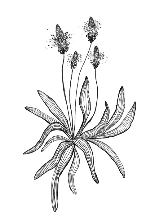 Ribwort, 2015