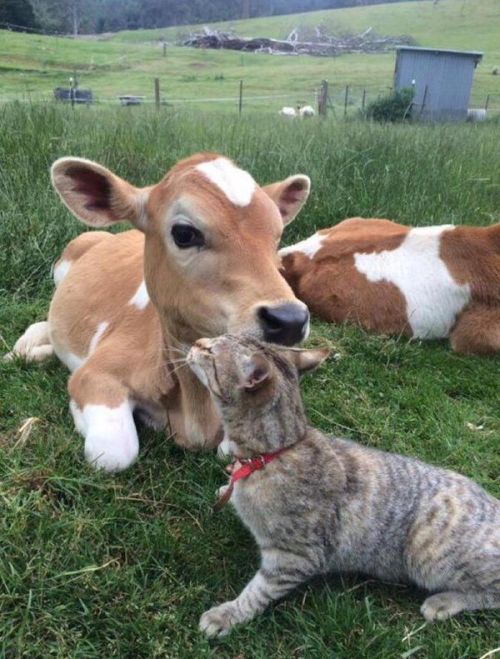 babyanimalgifs - The world is a beautiful place.