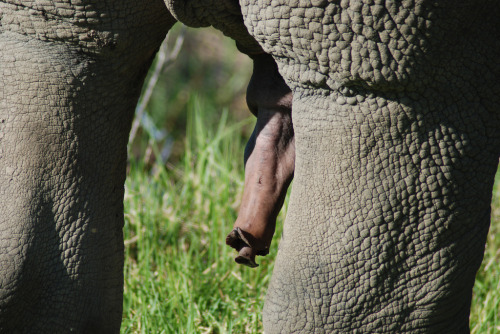 Rhino penis! Rather peculiar, in my mind.