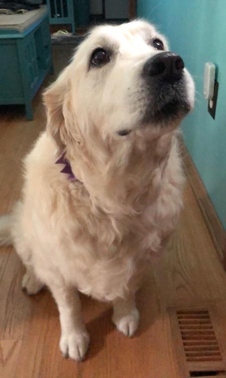golden-retriever-overload