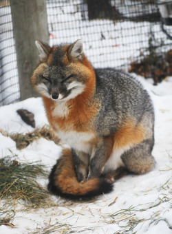 alpha-centauri:  zooophagous:  Esther is so photogenic. I love her.  She looks ridiculously warm with all that fluff 