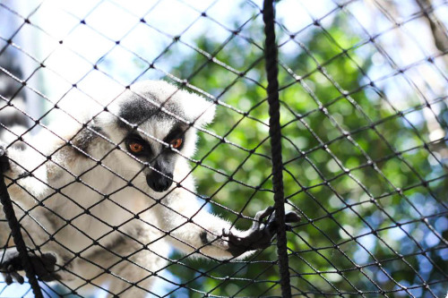 wildwildwestindians: Ring-tailed Lemur, Necker Island, 2015