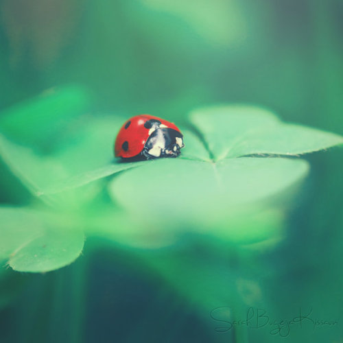 (deer photo here x, ladybug photo is mine, ladybug &amp; clover photo here x, clover photo here x, t