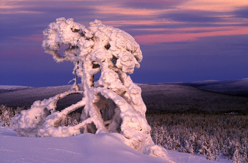 nubbsgalore:in finland’s riisitunturi national park, siberian spruce trees become covered with tykky