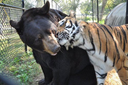 awesome-picz:    Bear, Lion And Tiger Brothers Haven’t Left Each Other’s Side For 15 Years.