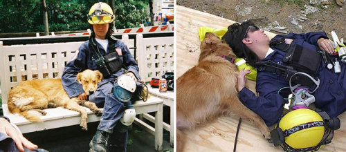 boredpanda:Last Living 9/11 Rescue Dog Honored With Epic Sweet 16 Birthday Party