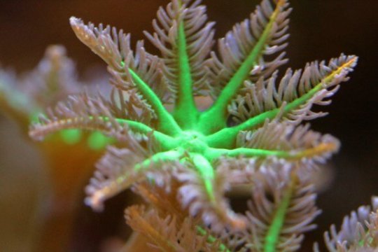 Корнулярии — идеальные кораллы для мягкого рифа. Растут они не очень быстро, к высоким нитратам и фосфатам устойчивы. По сути кроме яркого, но непрямого света и течения им ничего и не нужно. Под синим светом они могут очень красиво флюрить. 